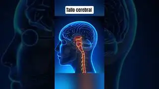 Tallo Cerebral qu&eacute; es ?