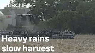 Heavy rains slow harvest in south-central Manitoba