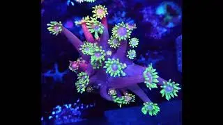 #goniopora #reeftank #korallen #aquarium #meerwasseraquaristik #coral