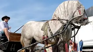 Armăsarul lui Magdici Petrică de la Iaslovăț-Bucovina