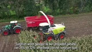 Oogstmoment en inkuiltips sorghum | DSV zaden Nederland