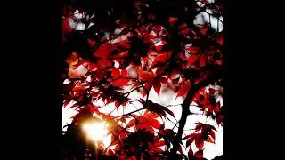Lovewillsaveus  - Akikaze (Japanese Post Black Metal)