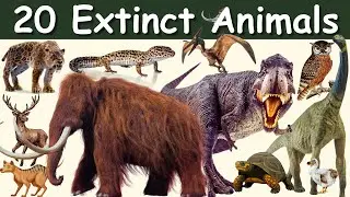 20 Amazing Extinct Animals 🦤🦣 from Around the World | Educational Video for Kids