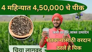 Chia बीज लागवडीचे फायदे - Why You Should Grow Chia Seeds