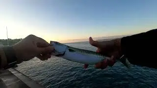Early morning Pier & Beach spinning session