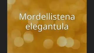 Mordellistena elegantula