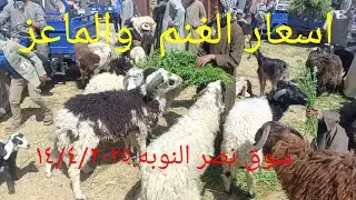 اسعار ممتازه للغنم والماعز بسوق نصر النوبه 14/4/2025