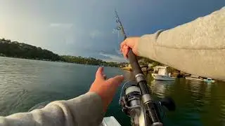 Sydney King Fish - Port Hacking
