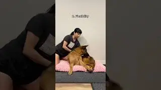 How I help my senior dog with arthritis #shorts #canineconditioning #dogs #germanshepherd