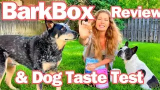 BarkBox Review: My Dogs' Brutally Honest Taste Test