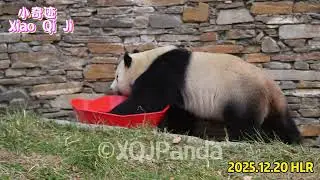 Little Miracle played with Red Bowl😀🌹By 2025.12.20 HLR3🌹