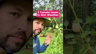 3 Tomato Issues in Wet Weather #GrowOwnFood #Gardening #Fruit #Tomatoes #GardeningTips