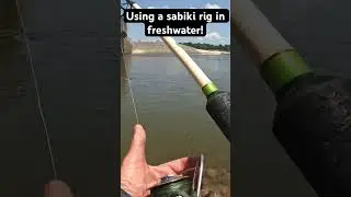 Сабики в пресной воде! #рыбалка #арканзас #природа #на природе #вирусноевидео #рыба