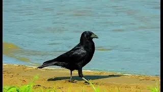 American Crows - Pat O'Neil's Video Bird IDs