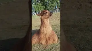 Llama Yawn!!