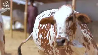 Bilwani Cattle Farm I Bachri Lovers Collection I 2021 I Beauty