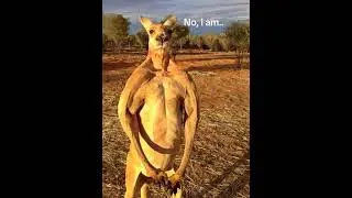 Biggest Kangaroo #BigKangaroo #Procoptodon #fypシ #funny #foryou #tiktok #creepy #astronomy #scary