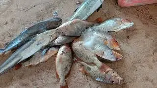 Gwadar Fish hourbar