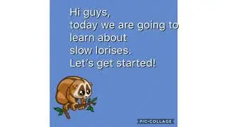 Slow loris facts!!!