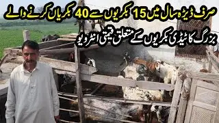 Teddy Goats Farming 2020 Tips By Expert Goat Farmer | Goat Farming in Pakistan | Teddy Goats