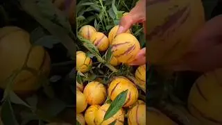 PEPINO MELON MINI #pepino #melon #buahmelon #panenmelon #tanamanmelon #kebunmelon