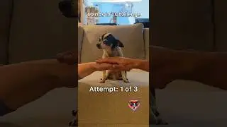 How Did I Do? - &ldquo;Hands In&rdquo; Challenge &bull; #shorts #chihuahua #handsin #dog #challenge