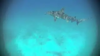 Encounter with a Hammerhead Shark in the florida keys