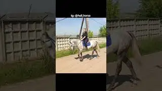 наш первый правильный сбор &times;&times; tg: @hell_horse #сапфир #лошади #рек #sapphire #horse #horsefan