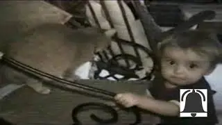 funny cat attack with cute baby  #FAMOUS TRICK ZONE