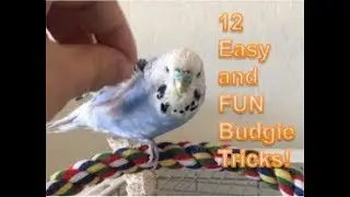 A Dozen EASY and FUN Budgie Tricks!
