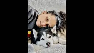 I just want a hug! #trending #husky #animal #viral #pet #puppy #fyp #cute #dog #funny