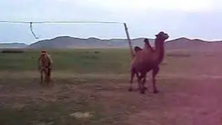 Camel Scratching Butt on Pole