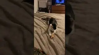 &ldquo;Willow&rdquo; the fortune cookie fetching feline