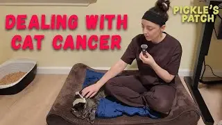 My Cat Has Cancer