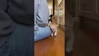 #помогите #кот #catlogic #котенок #сша #милый #Великобритания #канада #genx #животные