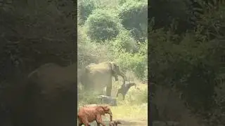 Sad to see this grieving mother🐘🐘