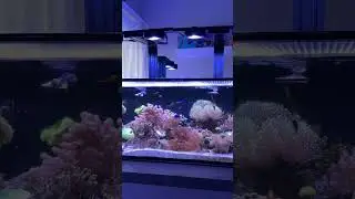 Best Shimmer Of Any Reef LED | Illumagic Pixel