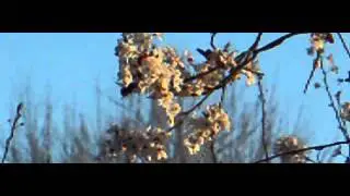 Bee 1200FPS Nikon 1 V2