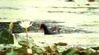 Beering and Birding with Zugunruhe Birding Tours