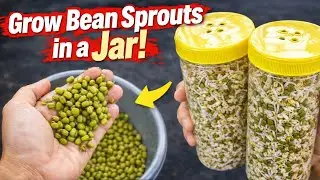 Cara Bikin Toge di Toples, Panen Cuma 5 Hari | Mudah & Anti Gagal