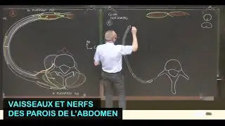 Anatomie des vaisseaux et nerfs des parois de l'abdomen (Parois de l'abdomen 6)
