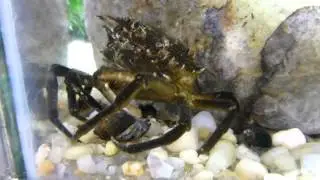 Spider crab eats a snail