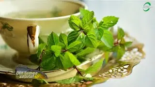Tehnologia de cultură a mentei (Mentha Piperita)