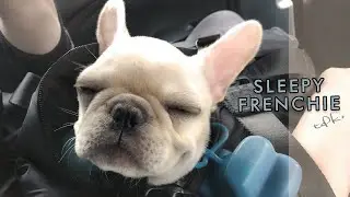 French Bulldog puppy Kaiju who can fall asleep anywhere