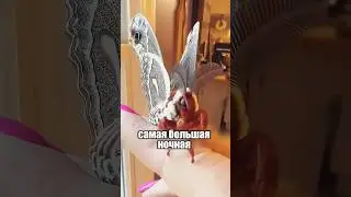 Такое, вообще, может существовать?? 😱 🦋 #милыеживотные #животные