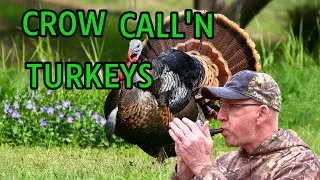 You Can Call Turkeys with a CROW CALL