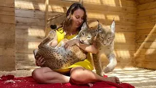РЫСЕНОК ВЕРНУЛСЯ ДОМОЙ / Рыси растрогались, увидев меня / О кастрации Мары