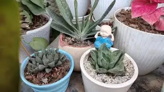 Important tips for succulents