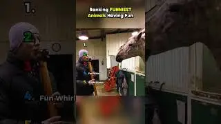 Ranking FUNNIESTAnimals Having Fun P.7 || #shorts #ranking #rankingshort  #funnyshorts