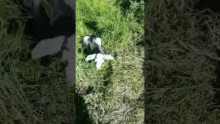 Merry goat